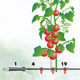 Zvtit fotografii - Drip irrigation directly to the plant roots is the most efficient method of watering plants sensitive to soil water (tomato plants). Inline drippers (19) are fit to the distribution tube (4) depending upon plant distances and fixed into the soil.